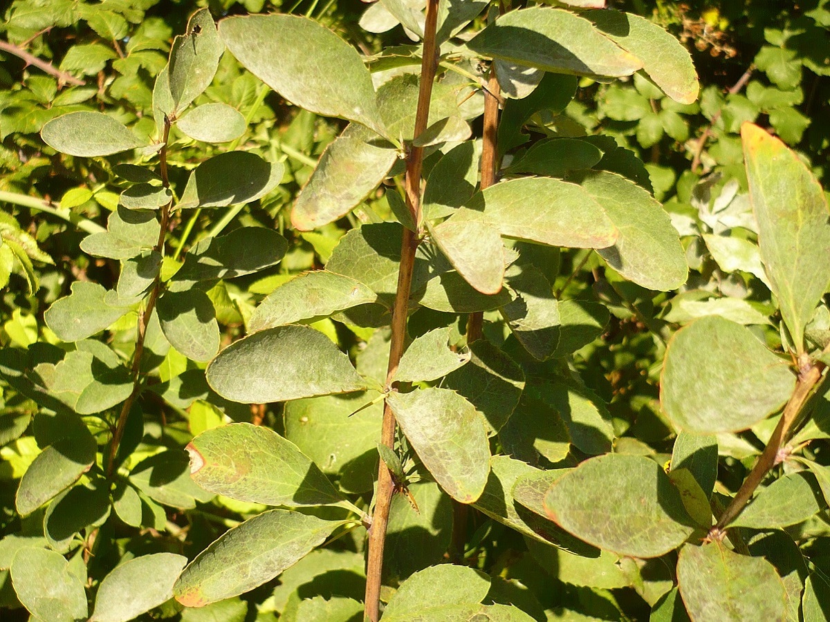 Berberis vulgaris (Berberidaceae)